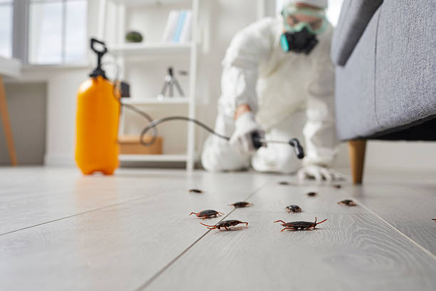 Commercial Rodent Management in Coalinga